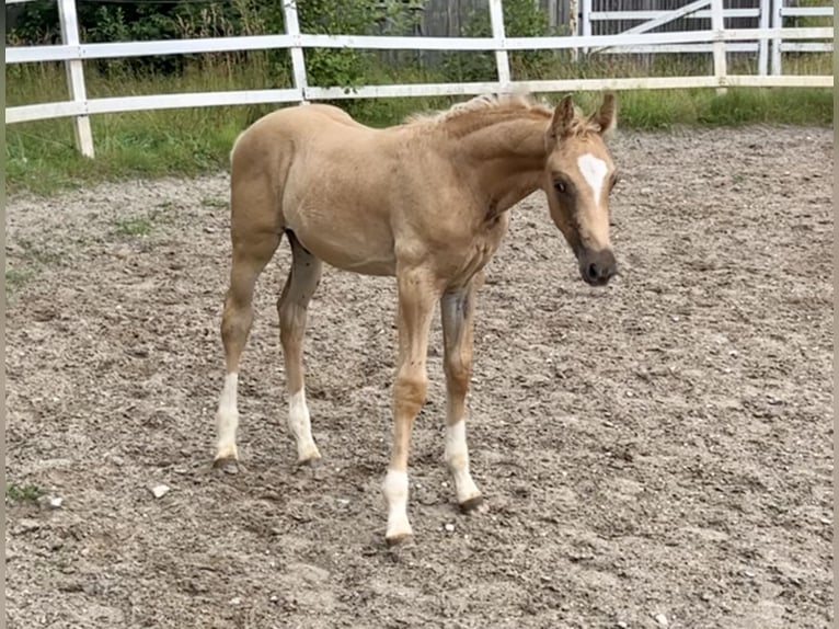 KWPN Hengst Fohlen (05/2024) 166 cm Palomino in Zell