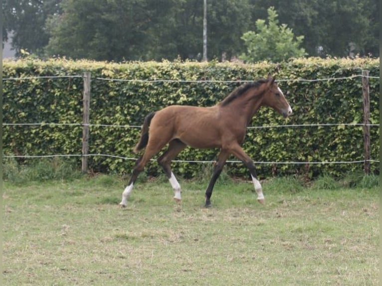 KWPN Hengst Fohlen (03/2024) 168 cm Brauner in Oploo