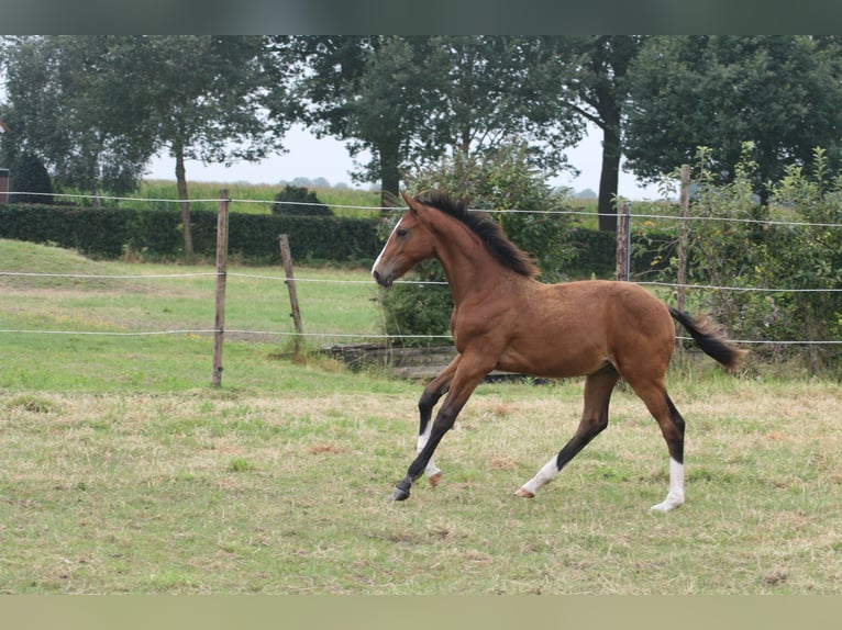 KWPN Hengst Fohlen (03/2024) 168 cm Brauner in Oploo