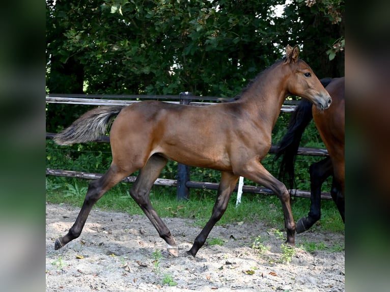 KWPN Hengst Fohlen (05/2024) 168 cm Dunkelbrauner in Broeksterwâld