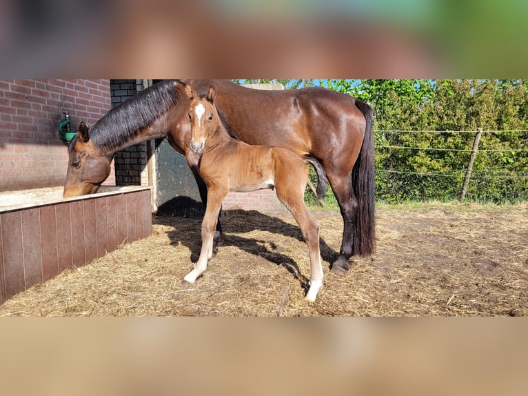 KWPN Hengst Fohlen (04/2025) 170 cm Brauner in Zeeland