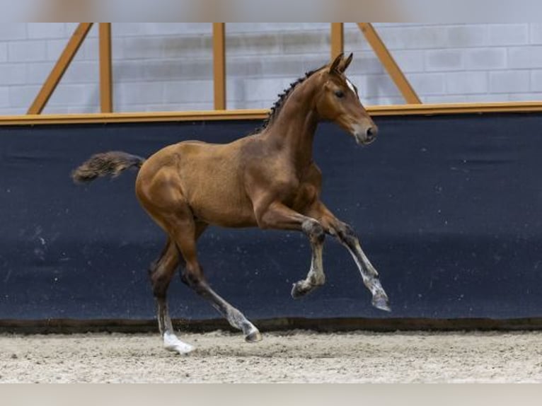 KWPN Hengst Fohlen (04/2025) 170 cm Brauner in Zeeland