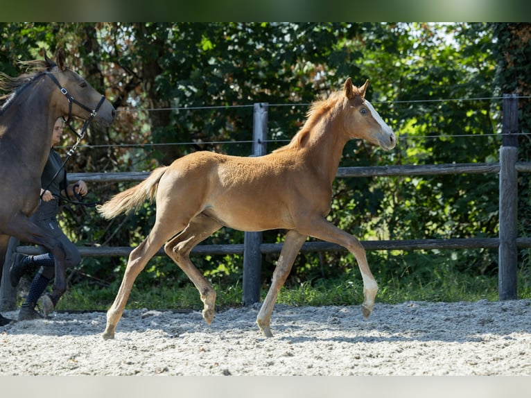 KWPN Hengst Fohlen (04/2026) 170 cm  in Ulicoten