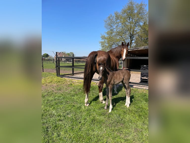 KWPN Mix Hengst  170 cm Dunkelbrauner in Maasbree