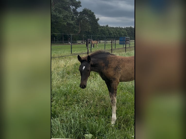 KWPN Mix Hengst  170 cm Dunkelbrauner in Maasbree