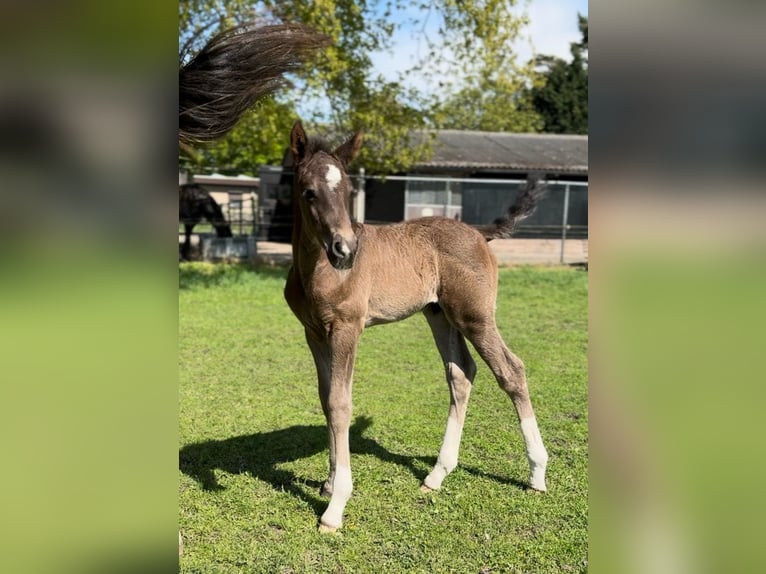 KWPN Mix Hengst  170 cm Dunkelbrauner in Maasbree