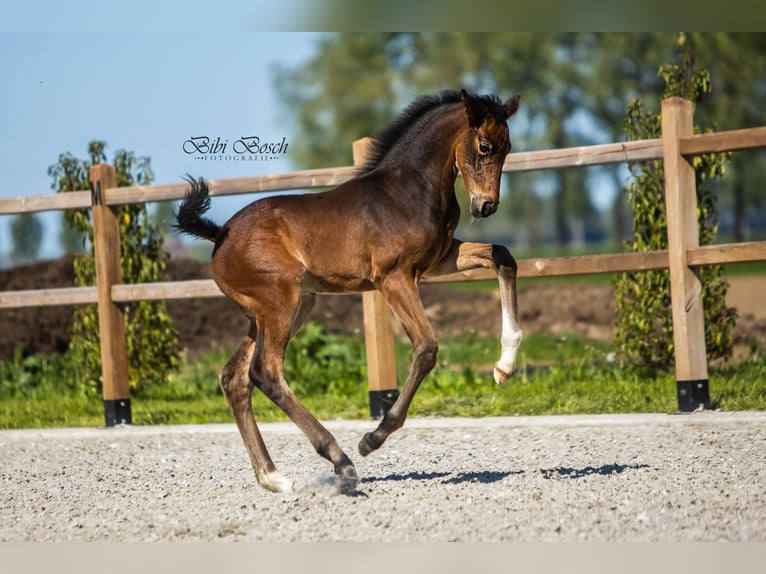 KWPN Hengst  170 cm Dunkelbrauner in Nuland