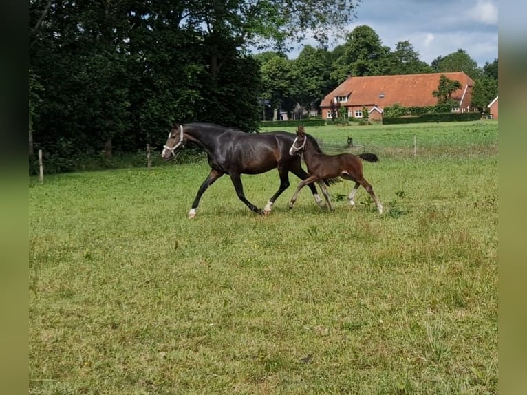 KWPN Hengst Fohlen (04/2024) 170 cm Dunkelbrauner in Eexterveen