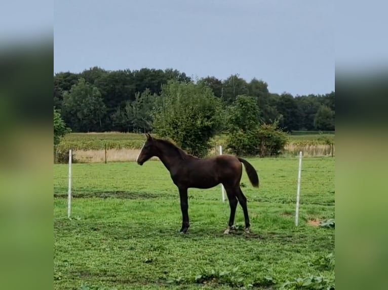 KWPN Hengst Fohlen (04/2024) 170 cm Dunkelbrauner in Eexterveen