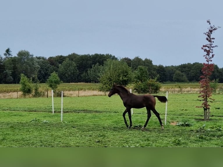 KWPN Hengst Fohlen (04/2024) 170 cm Dunkelbrauner in Eexterveen