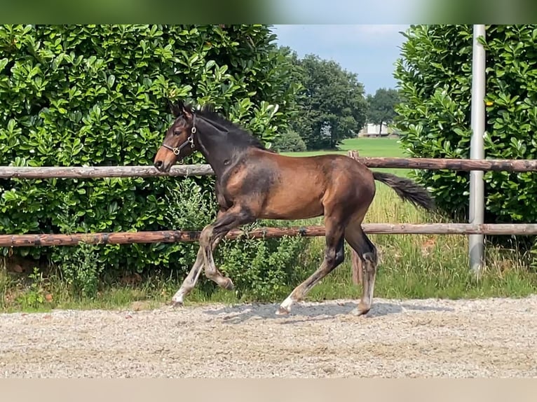 KWPN Hengst Fohlen (04/2025) 170 cm Dunkelbrauner in Neede