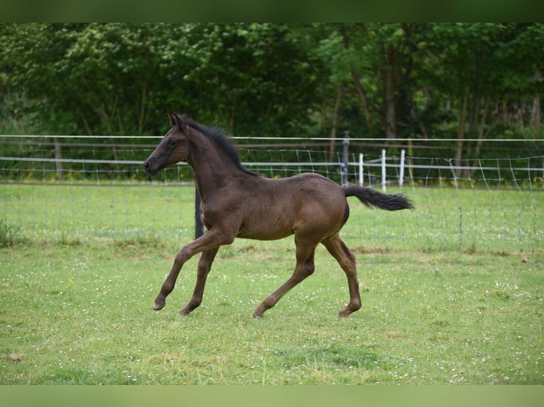 KWPN Hengst Fohlen (03/2026) 170 cm Rappe in Lelystad