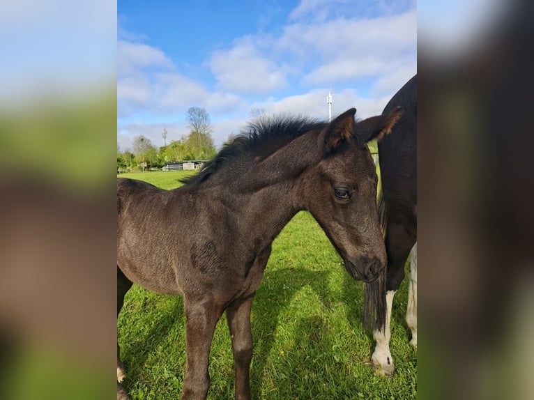 KWPN Hengst Fohlen (03/2026) 170 cm Rappe in Lelystad