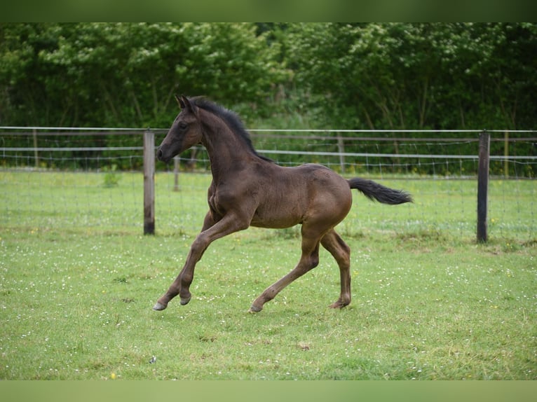 KWPN Hengst Fohlen (03/2026) 170 cm Rappe in Lelystad