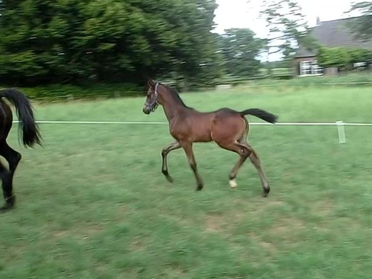 KWPN Hengst Fohlen (06/2025) 170 cm Schwarzbrauner in Nuenen