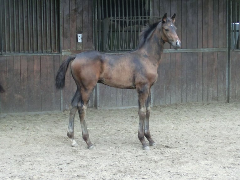 KWPN Hengst Fohlen (06/2025) 170 cm Schwarzbrauner in Nuenen