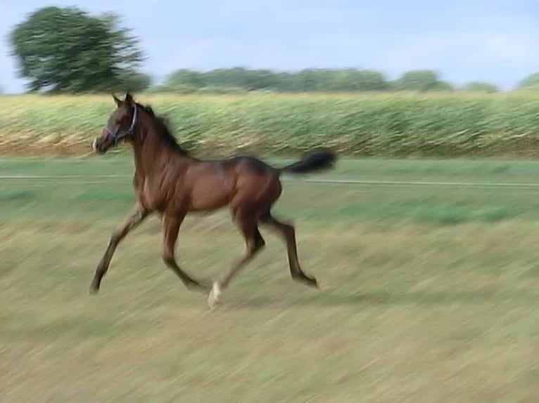KWPN Hengst Fohlen (06/2025) 170 cm Schwarzbrauner in Nuenen