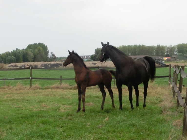 KWPN Hengst Fohlen (06/2025) 170 cm Schwarzbrauner in Nuenen