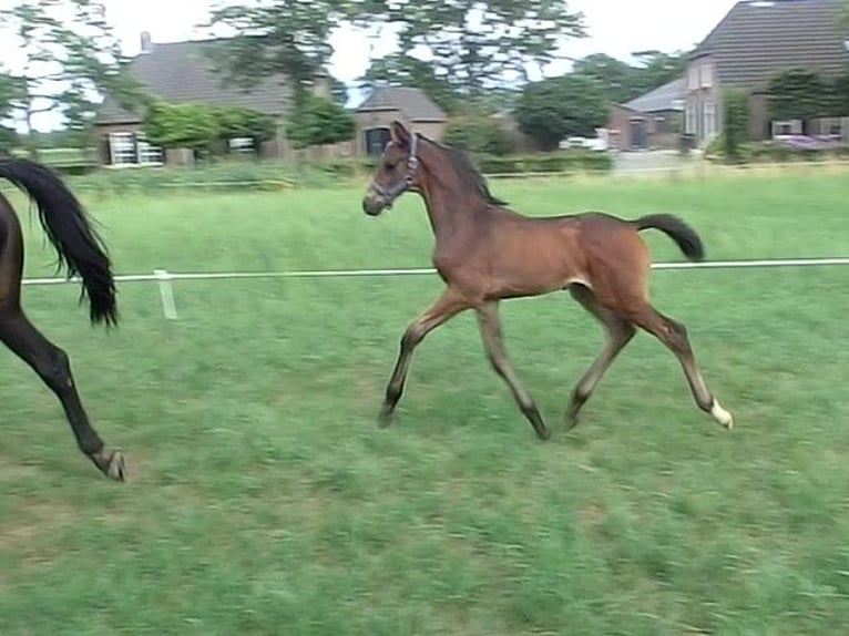 KWPN Hengst Fohlen (06/2025) 170 cm Schwarzbrauner in Nuenen