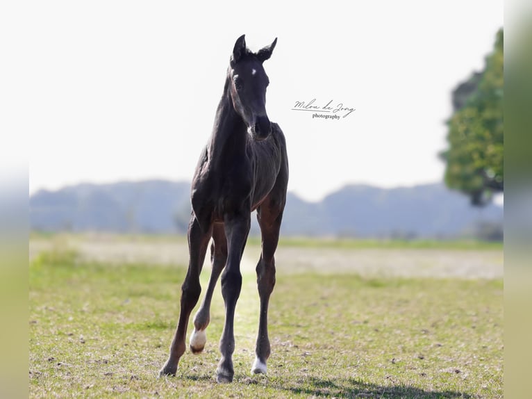 KWPN Hengst  170 cm Schwarzbrauner in Tilburg
