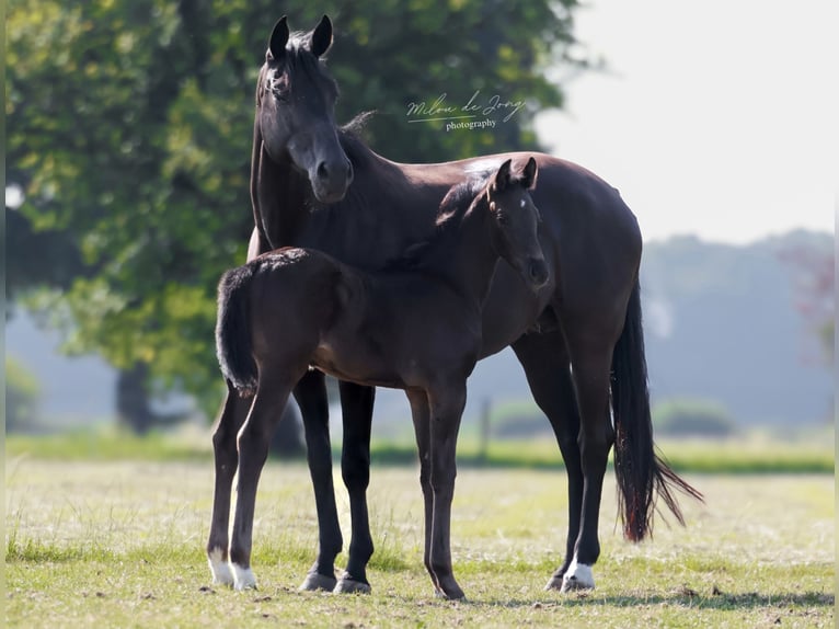 KWPN Hengst  170 cm Schwarzbrauner in Tilburg