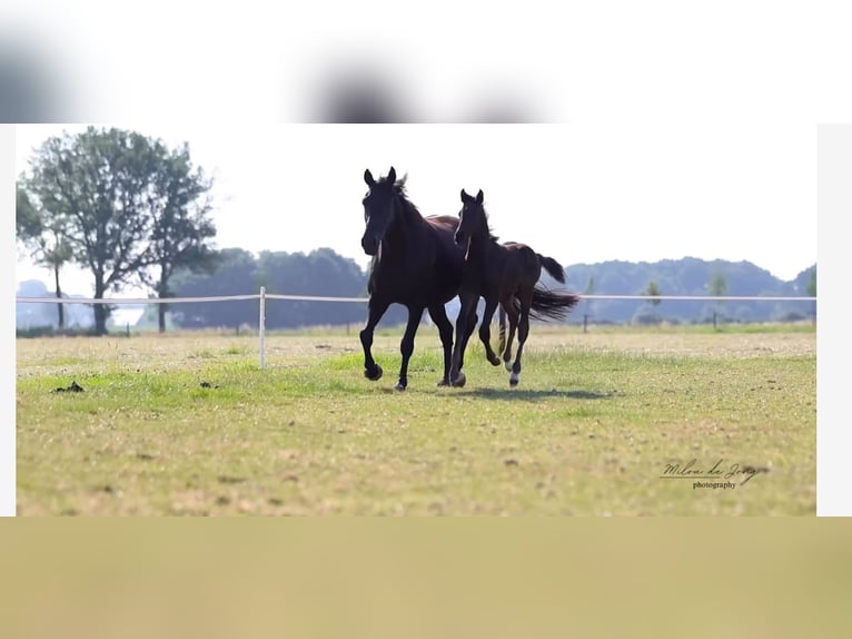 KWPN Hengst  170 cm Schwarzbrauner in Tilburg