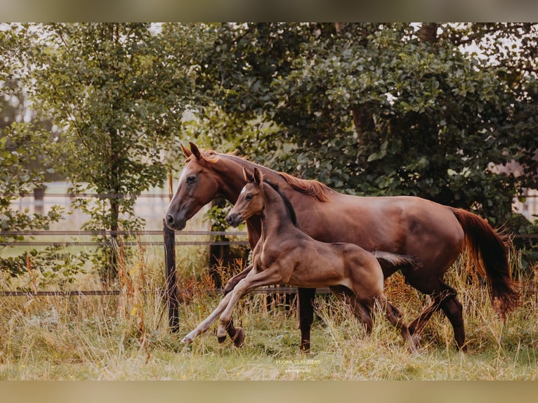 KWPN Hengst Fohlen (06/2025) 175 cm Rappe in Kruisem