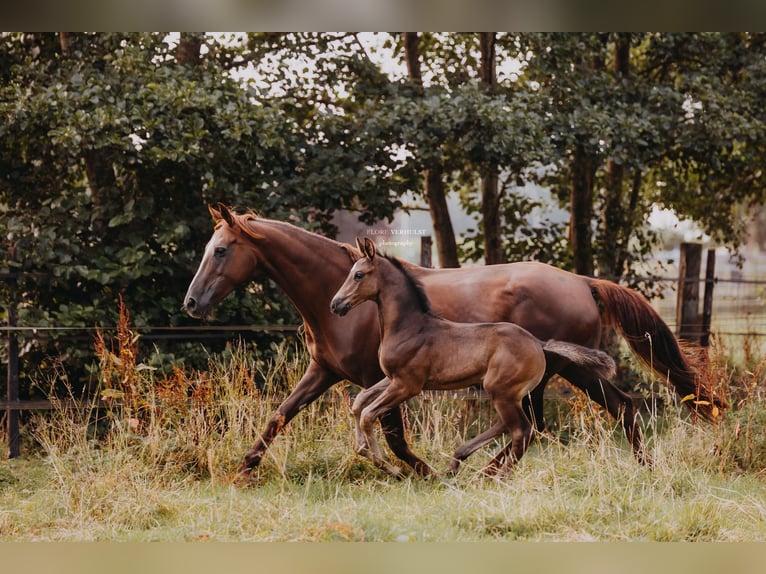 KWPN Hengst Fohlen (06/2025) 175 cm Rappe in Kruisem