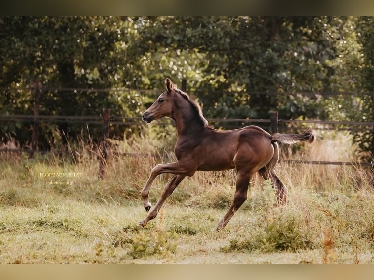KWPN Hengst Fohlen (06/2025) 175 cm Rappe in Kruisem