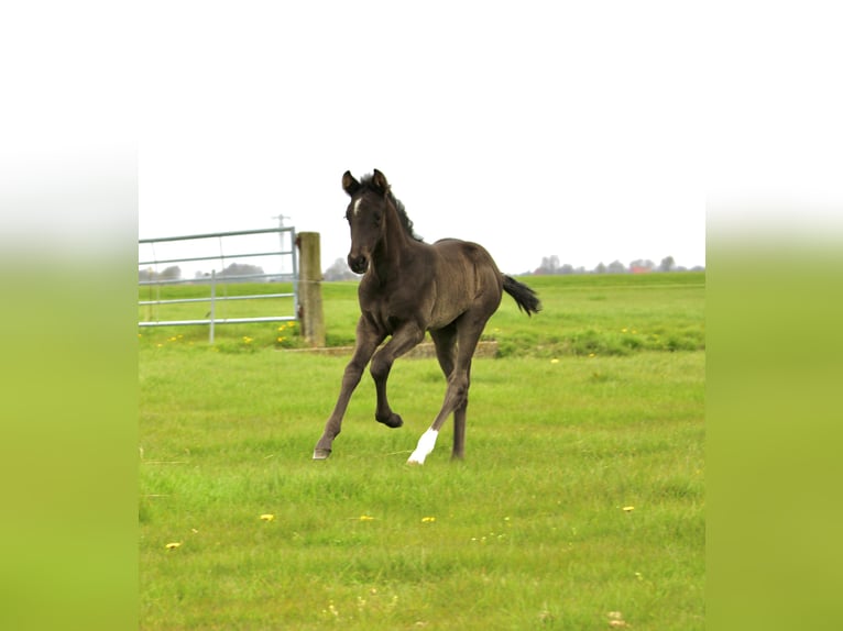 KWPN Hengst Fohlen (03/2026) 175 cm Rappe in Sneek