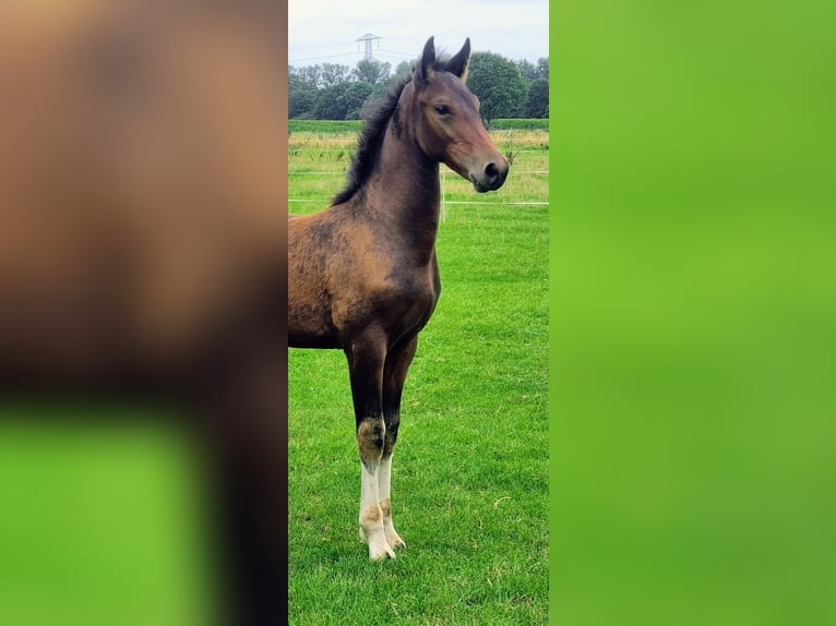 KWPN Mix Hengst Fohlen (05/2025) Brauner in Rijkevoort-De Walsert