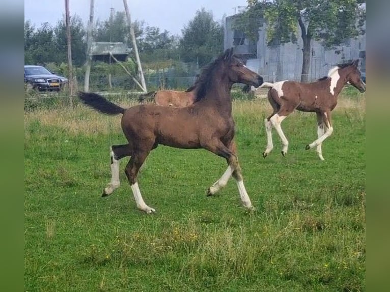 KWPN Mix Hengst Fohlen (05/2025) Brauner in Rijkevoort-De Walsert