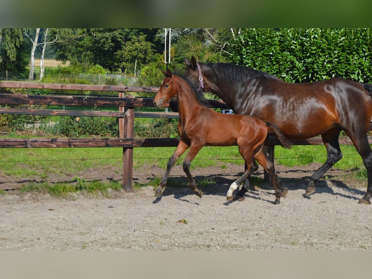 KWPN Hengst Fohlen (05/2025) Brauner in Darp