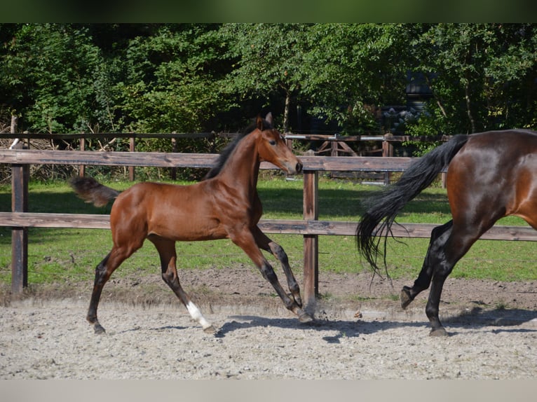 KWPN Hengst Fohlen (05/2025) Brauner in Darp