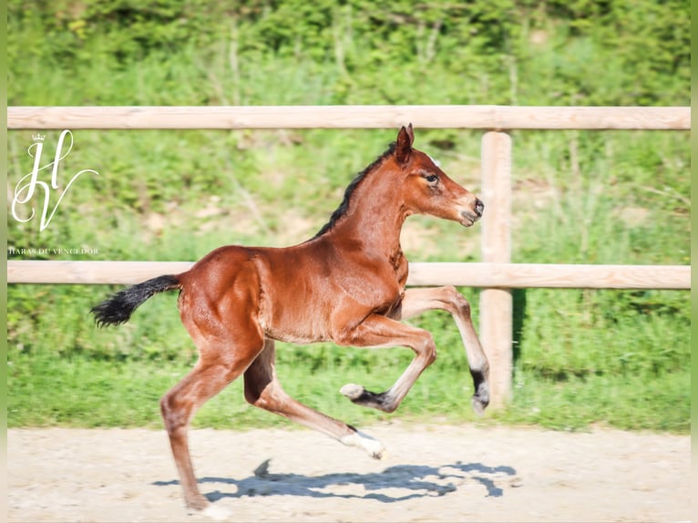 KWPN Hengst  Brauner in Marly-sous-Issy