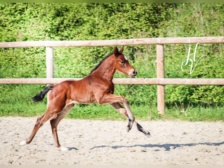 KWPN Hengst  Brauner in Marly-sous-Issy