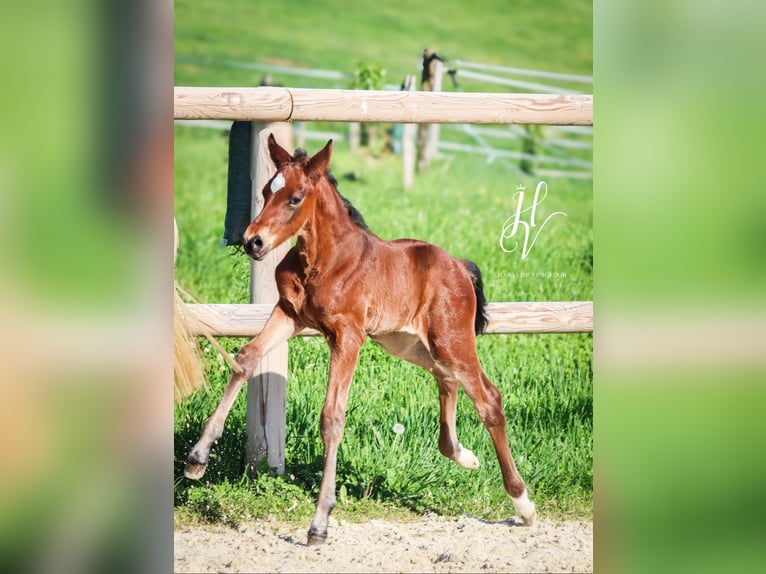 KWPN Hengst  Brauner in Marly-sous-Issy