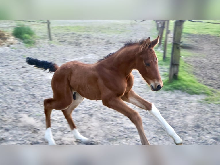 KWPN Hengst  Brauner in Rijssen