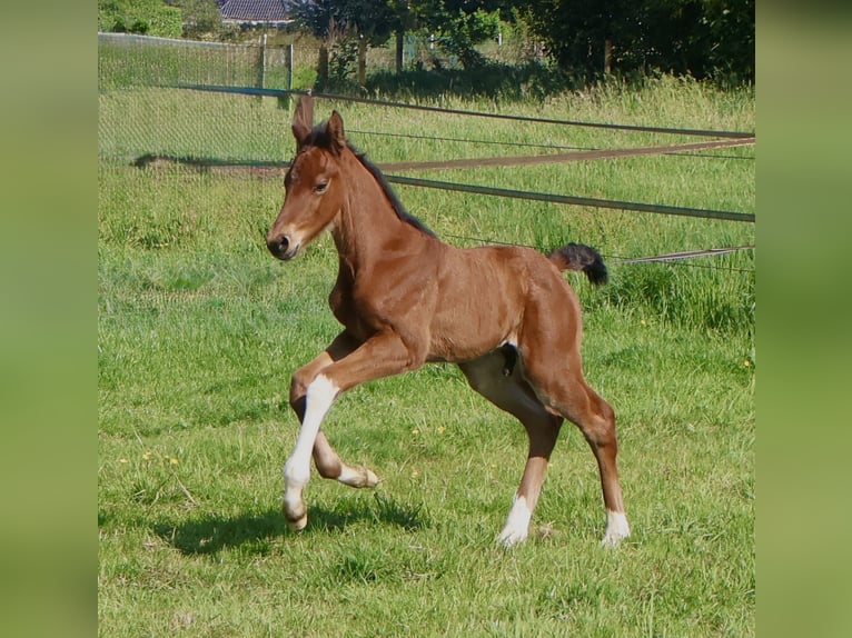 KWPN Hengst  Brauner in Rijssen