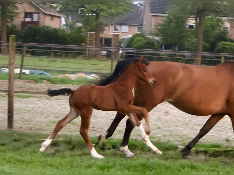 KWPN Hengst  Brauner in Rijssen