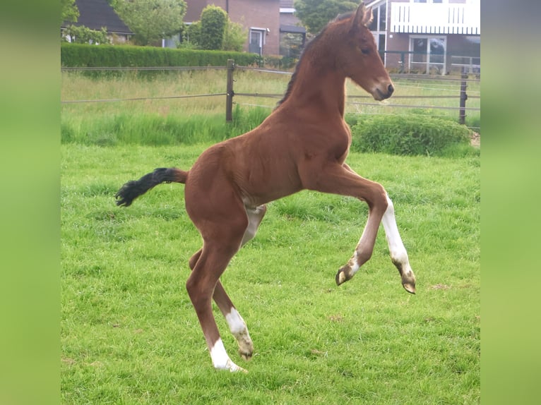 KWPN Hengst  Brauner in Rijssen