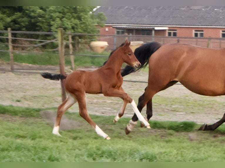 KWPN Hengst  Brauner in Rijssen