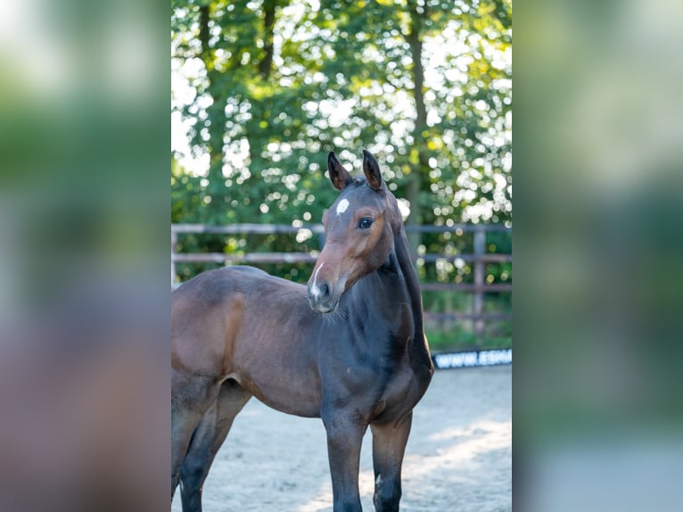 KWPN Hengst Fohlen (05/2025) Brauner in GROTE-BROGEL