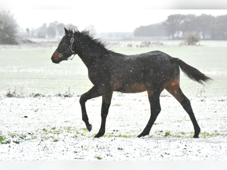 KWPN Hengst  Brauner in Markelo