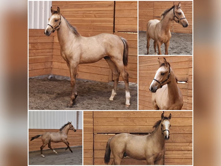 KWPN Hengst Fohlen (04/2025) Buckskin in Den Ham