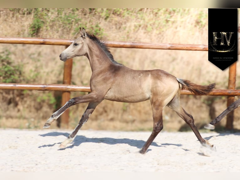 KWPN Hengst Fohlen (01/2026) Buckskin in Grury