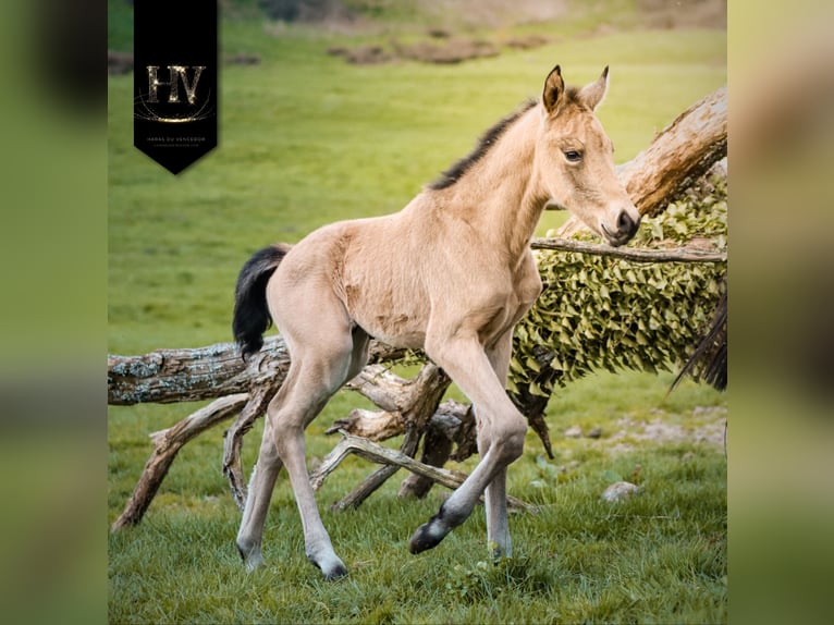 KWPN Hengst Fohlen (01/2026) Buckskin in Grury