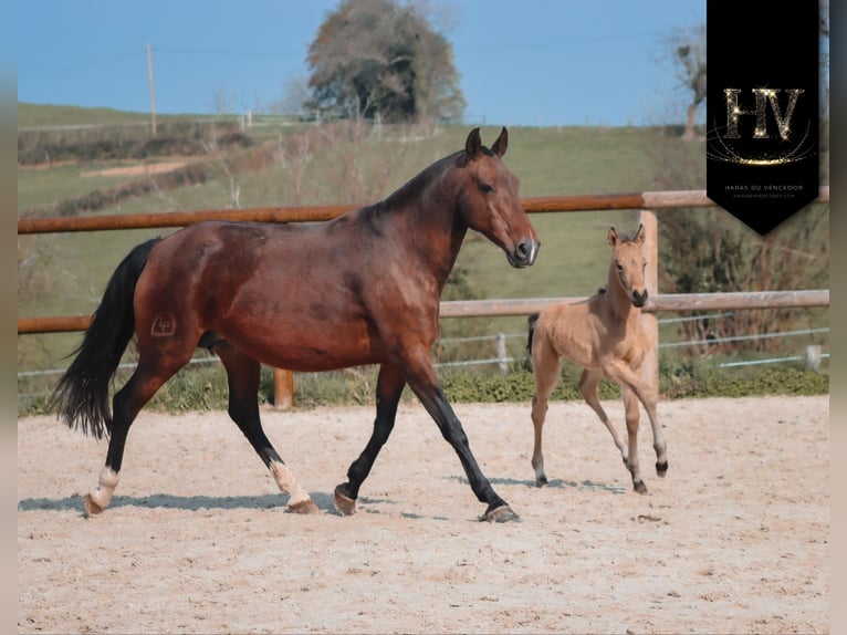 KWPN Hengst Fohlen (01/2026) Buckskin in Grury