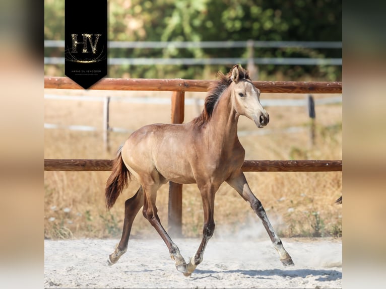 KWPN Hengst Fohlen (01/2026) Buckskin in Grury
