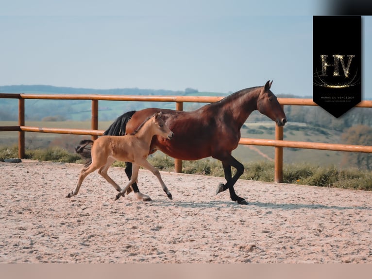 KWPN Hengst Fohlen (01/2026) Buckskin in Grury
